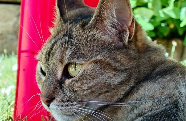 Обзор Sony Xperia 1 VII: смартфона с классическим дизайном и отличными камерами Обзор Sony Xperia 1 VII: смартфона с классическим дизайном и отличными камерами