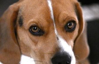 Обзор Nikon Z9: универсальная беззеркальная камера со съёмкой видео 8K Обзор Nikon Z9: универсальная беззеркальная камера со съёмкой видео 8K