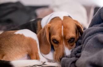 Обзор Nikon Z9: универсальная беззеркальная камера со съёмкой видео 8K Обзор Nikon Z9: универсальная беззеркальная камера со съёмкой видео 8K