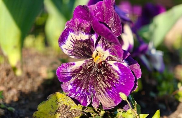 Обзор Oppo Find X8 Ultra: флагманского смартфона с превосходными камерами Обзор Oppo Find X8 Ultra: флагманского смартфона с превосходными камерами