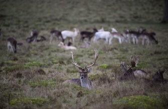 Обзор Nikon Z9: универсальная беззеркальная камера со съёмкой видео 8K Обзор Nikon Z9: универсальная беззеркальная камера со съёмкой видео 8K