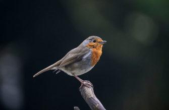 Обзор Nikon Z9: универсальная беззеркальная камера со съёмкой видео 8K Обзор Nikon Z9: универсальная беззеркальная камера со съёмкой видео 8K