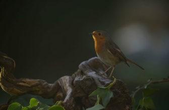 Обзор Nikon Z9: универсальная беззеркальная камера со съёмкой видео 8K Обзор Nikon Z9: универсальная беззеркальная камера со съёмкой видео 8K