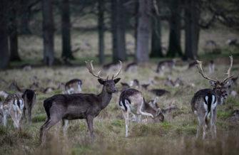 Обзор Nikon Z9: универсальная беззеркальная камера со съёмкой видео 8K Обзор Nikon Z9: универсальная беззеркальная камера со съёмкой видео 8K